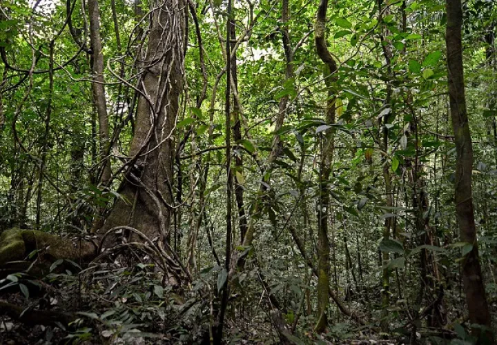 El Parque nacional Soberanía es una de las Áreas de Conservación y Vida Silvestre Protegidas por MiAmbiente. Foto: Cortesía MiAmbiente 