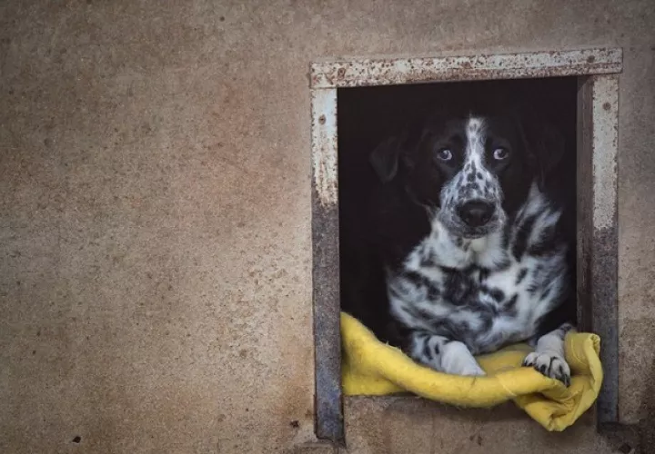 La actual ley de protección animal surcoreana busca prevenir la crueldad en la cría y sacrificio de perros, pero no prohíbe su consumo. Foto: EFE