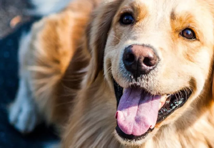  El perro necesita de muchos cuidados cuando sale a pasear después  de la  lluvia. Foto:Pixabay
