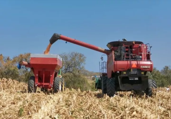 Son 84 productores de maíz los que recibirán este pago. Foto: Cortesía Mida