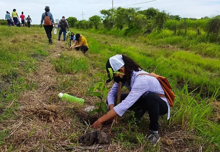  MiAmbiente sembró más de 200 árboles el pasado mes de junio en una jornada de reforestación en Santa María, provincia de Herrera. Foto: Cortesía MiAmbiente