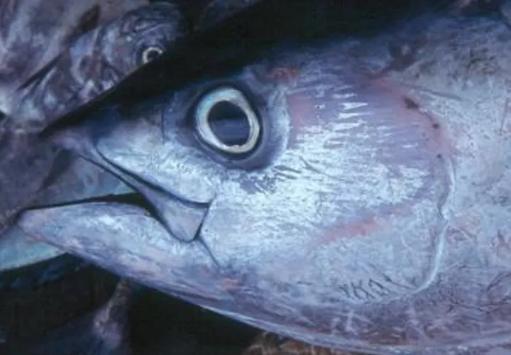 La CIAT busca asegurar la sostenibilidad de las especies. Foto: Cortesía ARAP