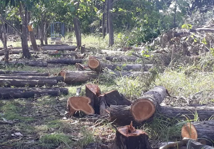 Terra Viva Investment, cuyo propietario de Roberto Eisenmann (hijo), procedió sin haber tenido autorización o un estudio de impacto ambiental aprobado. Foto: Cortesía