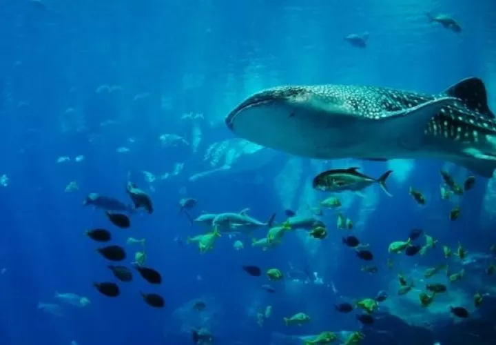 El tiburón ballena es el pez más grande del mundo. Foto: Pixabay