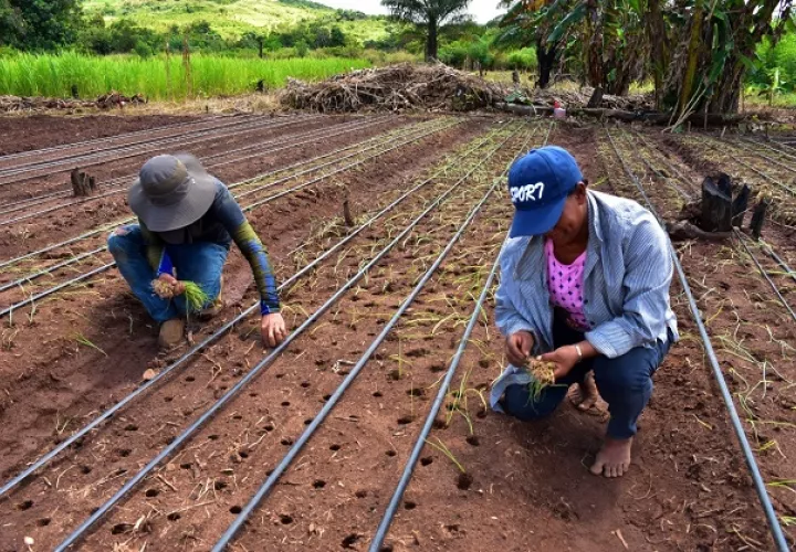 Mujeres rurales en la provincia de Coclé combaten la pobreza con la siembra de cebollas. Fotos: Cortesía Mides