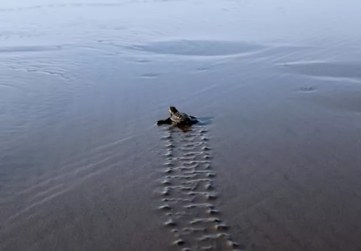 Las estadísticas dan cuenta que durante el 2020 se detectaron 383 nidos de tortugas marinas. Foto: Cortesía MiAmbiente