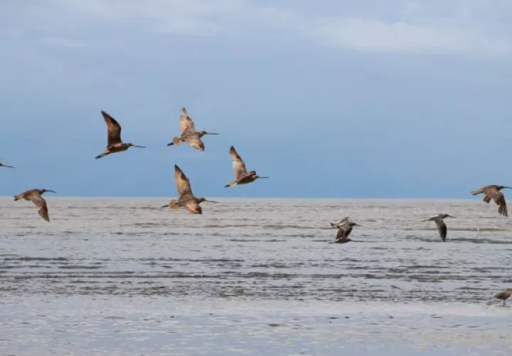 La Bahía de Parita está conformada por una compleja red de humedales formada por los ríos Antón, Grande, Santa María, Parita y La Villa. Foto: MiAmbiente