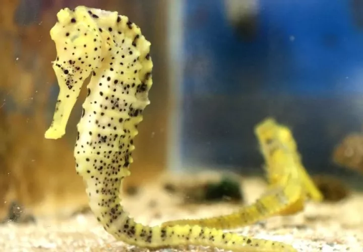 En 2020, fueron liberados en el mar, en los manglares y zonas costeras del ecosistema, 34,400 caballitos de mar hippocamus. Foto: EFE