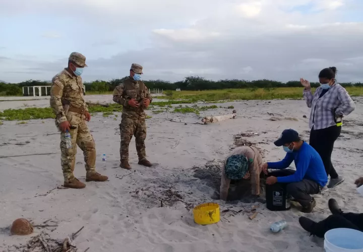 Este plan de trabajo para investigar la basura marina y mejorar la conservación de las tortugas marinas”. está diseñado en tres, de las cuales ya se han ejecutado dos, la tercera culmina en marzo de 2022. Foto. MiAmbiente