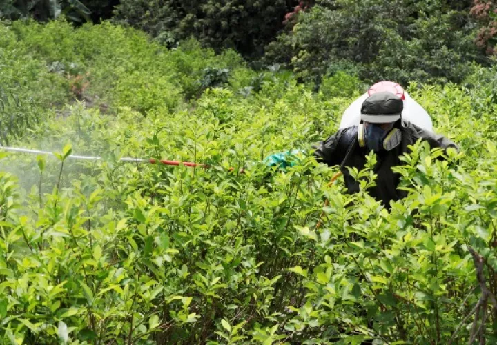 Colombia incautó 659 toneladas de cocaína y destruyó más de 5,700 laboratorios para procesar la droga. Foto: EFE