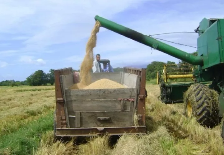 Durante el ciclo agrícola 2020-2021, los productores sembraron 98,040 hectáreas. Archivo