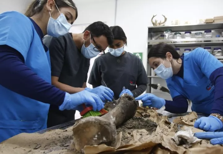 Leidy, un elefante asiático que en su momento llegó a ser considerado el más longevo de su especie. Foto: EFE