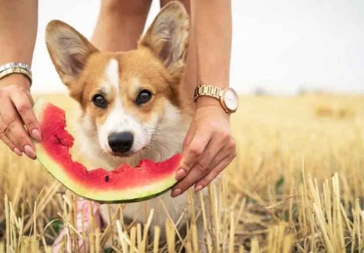 Las frutas que pueden ofrecerles a su mascota son: sandia, manzana y piña. Foto: Ilustrativa / Pixabay
