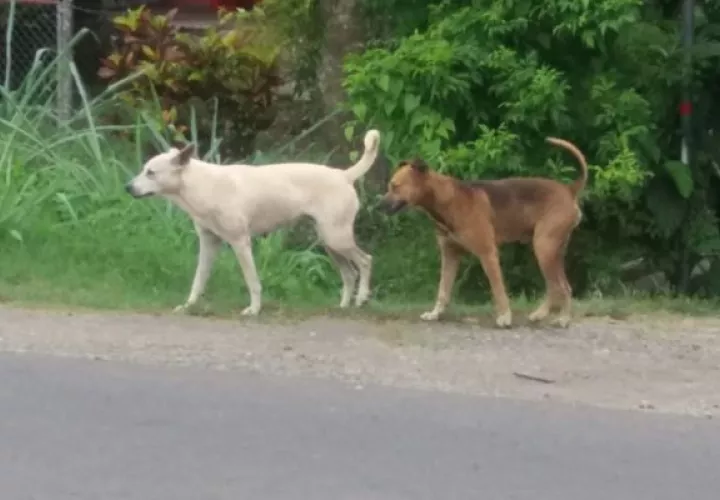 En toda la provincia se han detectado entre 200 a mil perros en soltura que ante la falta de alimento atacan a terneros y animales de corral. Foto: Thays Domínguez