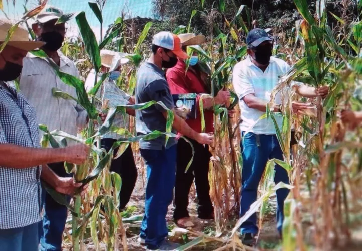 Las variedades de semilla producidas por el Idiap dominan el mercado nacional. Foto: Eric A. Montenegro