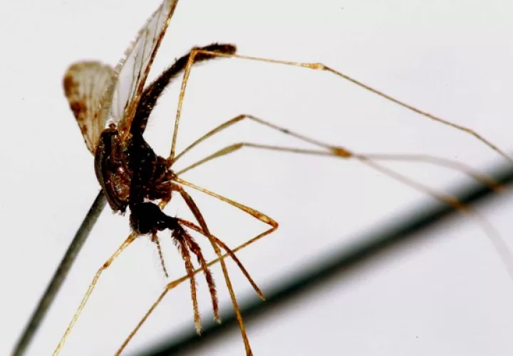 Un mosquito hembra del género 'Apheles Albimanus' portador del virus de la malaria. Foto: EFE