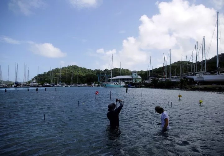 Un biólogo instala mallas para pepinos de mar en las costas caribeñas de Panamá, frente a las instalaciones de PanaSea. Foto: EFE
