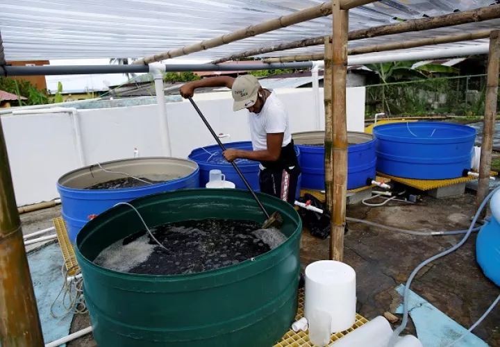 Un biólogo limpia tanques donde se estudian los pepinos de mar en las instalaciones de PanaSea. Foto: EFE