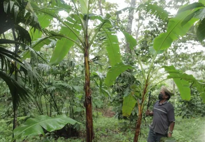 reforestacion-mina-finca.jpg