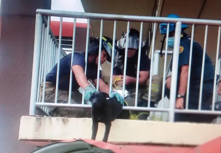  El perro estaba atrapado entre los barandales de seguridad. Foto: José Vásquez