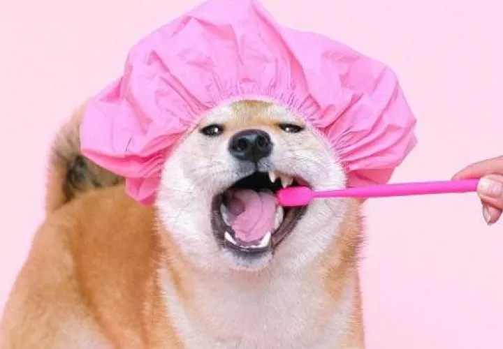 Los dientes se deben cepillar tres veces a la semana. Foto: Ilustrativa / Pexels