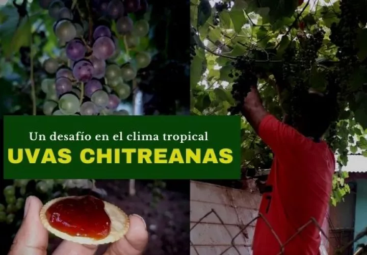Una frondosa planta de uvas, capaz de producir más de 50 racimos al mes. Foto: Cortesía Miriam De León