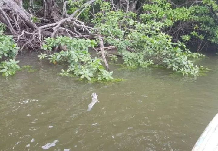  Hubo evidencias de peces muertos de las especies conocidas como: pez globo, congo, puerca y macana. Foto: Cortesía MiAmbiente