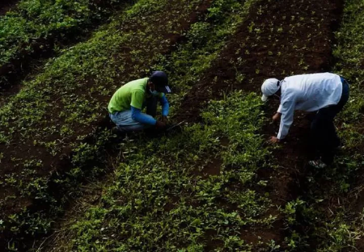 La finca produce gran variedad de rubros. Cortesía
