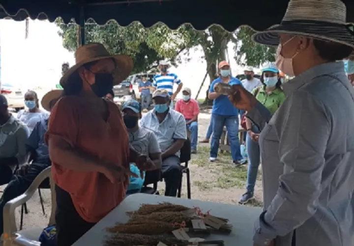 A la fecha se han logrado 194 colectas de semillas de arroz criollo en 66 regiones del país. Foto: Eric A. Montenegro