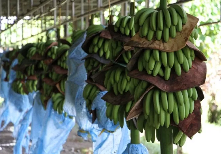 Pese a todas las dificultades, en el año 2021 en Panamá se exportaron 19,780,231 cajas de banano de 18.14 kg cada una, cifra muy parecida al año anterior. Foto: Cortesía
