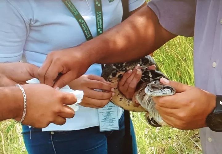 Una de las especies más afectadas por los Imave son las serpientes, Foto: Mayra Madrid