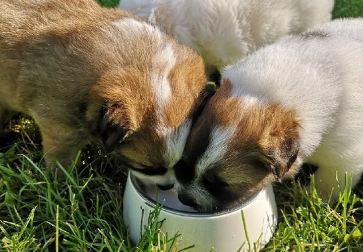 Asegúrese de que el cachorro tenga lo que necesita. Foto: Ilustrativa / Pixabay