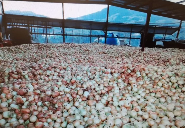 En Tierras Altas se están sembrando más de 1,200 hectáreas de cebolla al año. Foto: José Vásquez 