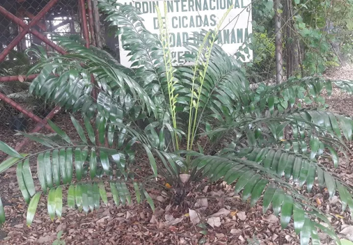 En la Universidad de Panamá hay un jardín de cícadas. Foto: Cortesía UP