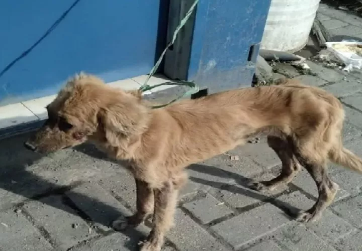 La perrita estaba en el contenedor sin agua ni comida. Foto. Diomedes Sánchez