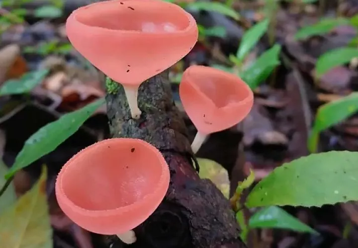El hongo cookeina speciosa formó parte de una receta compartida por la exmiss Rosa Iveth Montezuma. Foto Cortesía: Fundación Micológica