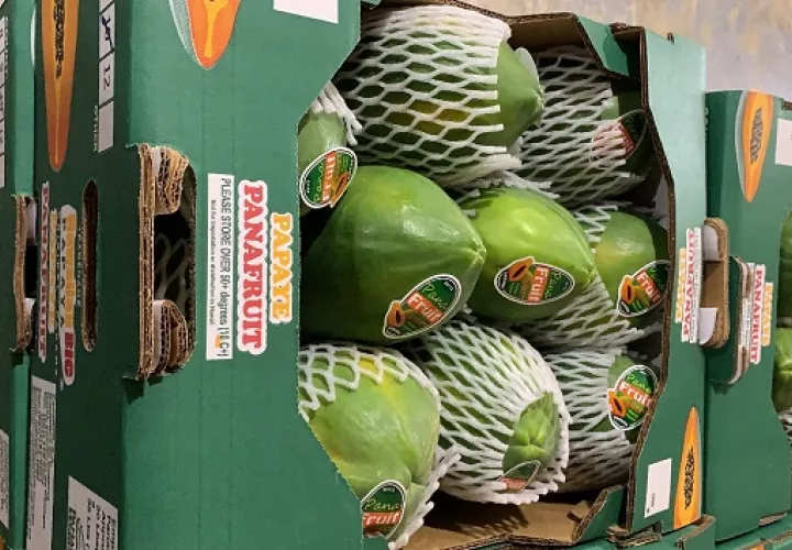 Los frutos frescos de papaya se exportan de Panamá a Estados Unidos, gracias al cumplimiento de las condiciones establecidas en el Plan Operacional de Trabajo (POT). Foto: Cortesía