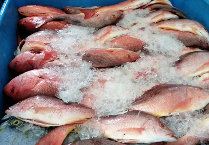 Las exportaciones de pescado y filete de pescado disminuyeron en el 2021 un 6% en relación al 2020, según el Ince. Foto: Cortesía