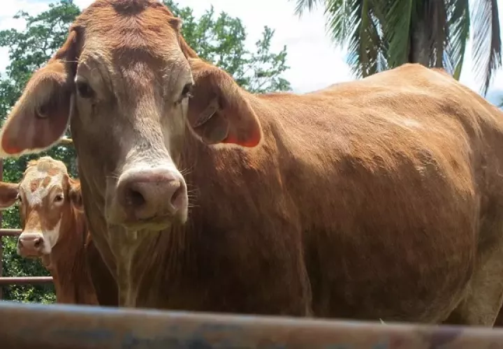 La raza beefmaster ha tenido una buena adaptación al clima penonomeño. Foto: Cortesía Hacienda LM