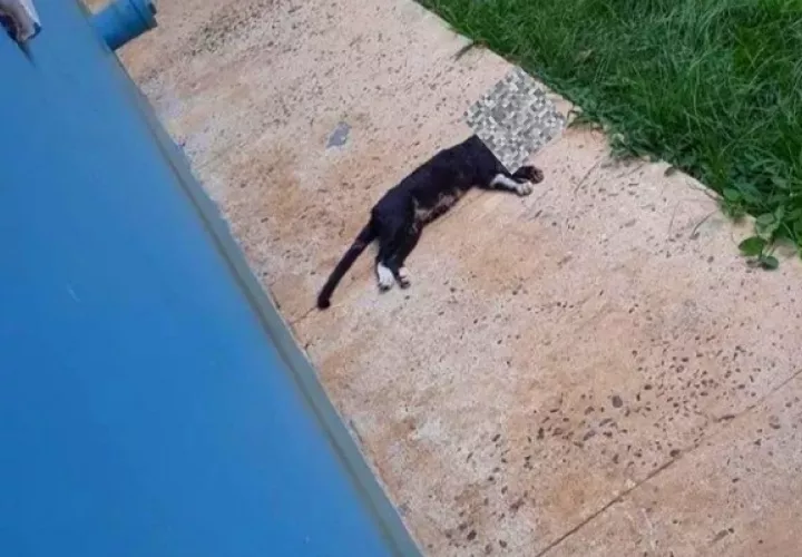 El gato había sido dado en adopción recientemente y estaba esterilizado. Foto: Cortesía Juliette Chang
