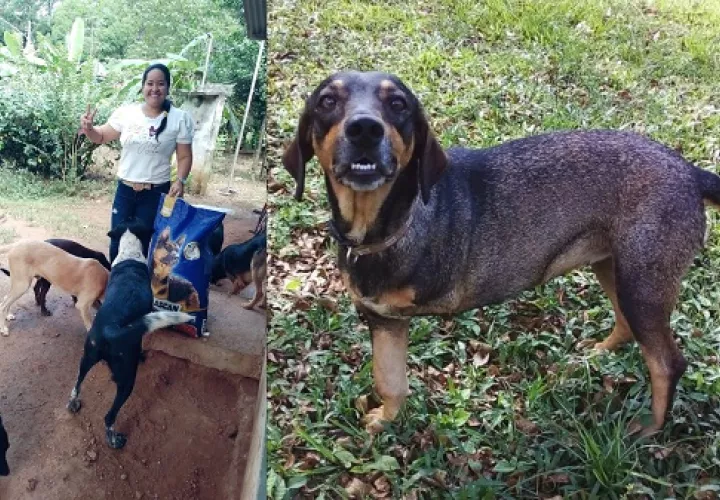 Los cambios y avances de las mascotas son evidentes. 