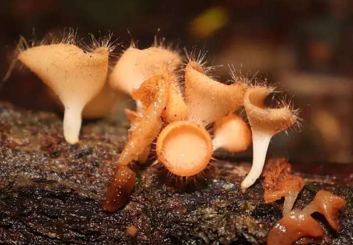 El hongo cookeina tricholoma es comestible. Foto Cortesía: Fundación Micológica