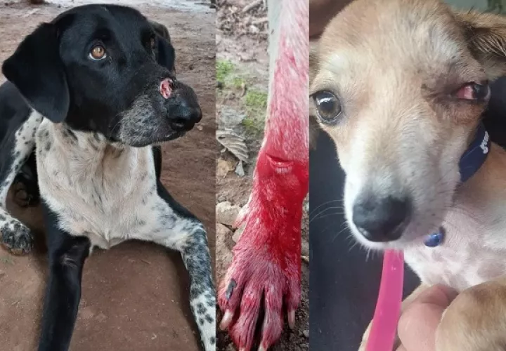 Mascotas son agredidas con machete.   Foto: Cortesía Juliette Chang