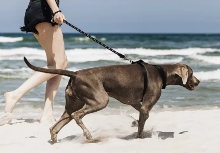 Algunas personas incluyen a sus mascotas en sus planes de verano. Foto: Ilustrativa / Freepik