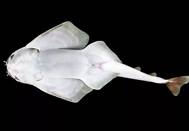  Los Squatina son tiburones de cuerpo plano que se asemejan a las rayas.