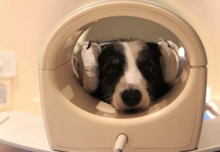 Perros puede detectar el habla, según una investigación. Foto: 