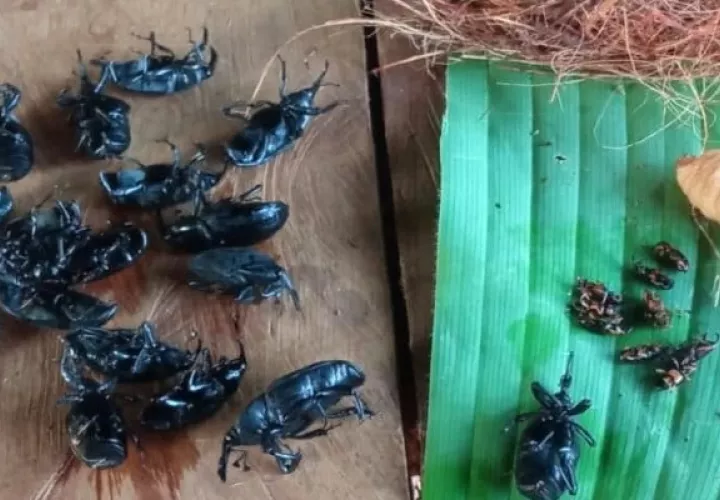Trampas artesanales con feromonas con insectos capturados. Foto: Diomedes Sánchez 