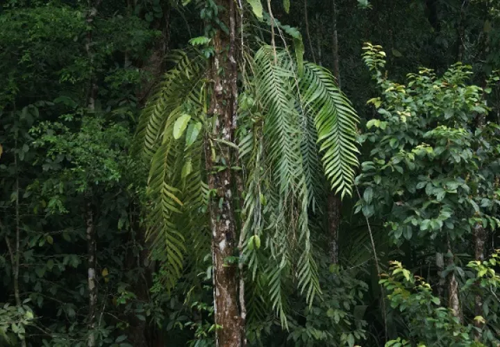 La Zamia pseudoparasitica  es endémica de Panamá. Foto: Herbario de la UP- Alejandro De Sedas