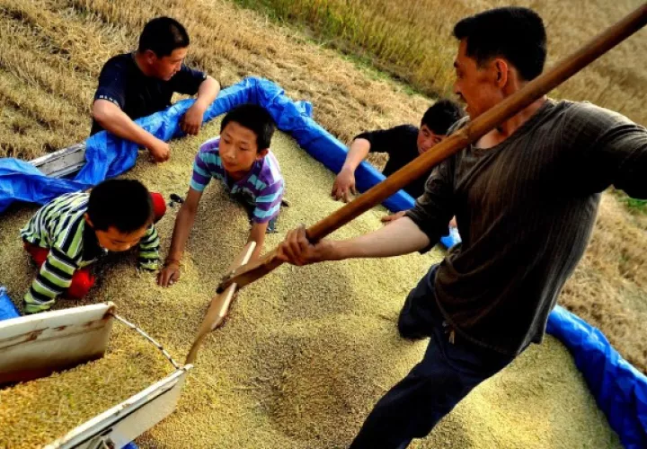 El índice de precios de los alimentos de la FAO alcanzó en 2021 un promedio de 125.7 puntos. Foto: EFE