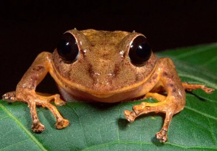 La rana Pristimantis gretathunbergae es buena madre. Foto: Cortesía MiAmbiente